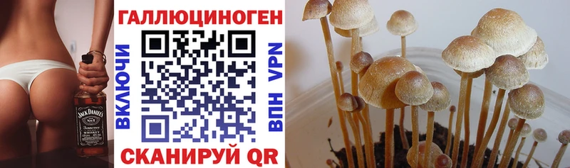 Галлюциногенные грибы GOLDEN TEACHER  Купить закладки  Верхняя Тура 